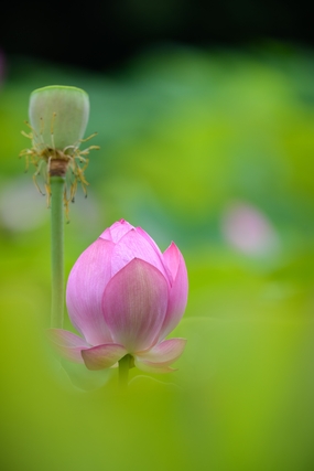 夏日池塘荷花花苞莲蓬图片